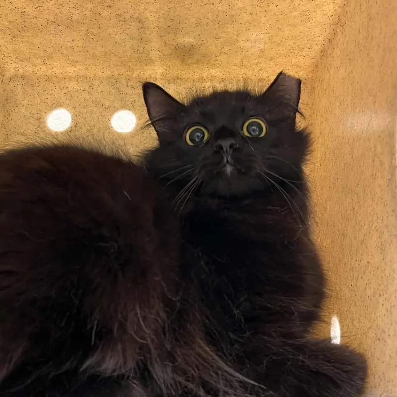 A young medium-sized female Black Domestic Medium Hair cat named Kyrenia for adoption in Lyndhurst, VA