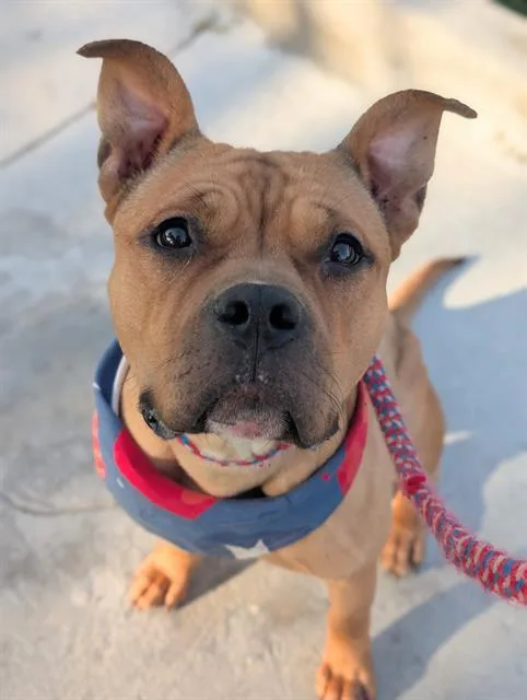 An adult medium-sized female Mixed Breed dog named Krystal for adoption in Jacksonville, FL