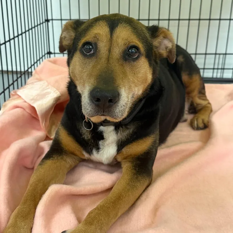 A senior medium-sized male Black Mixed Breed dog named Rusty for adoption in Philadelphia, PA