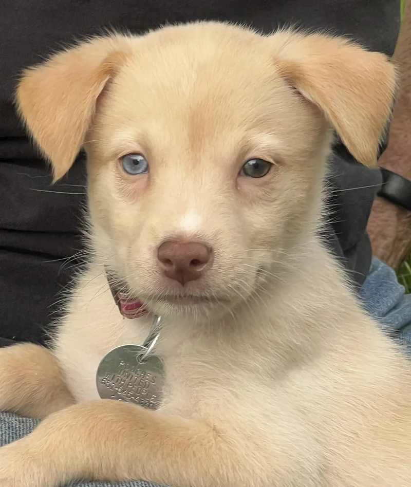 A baby medium-sized female Apricot / Beige American Eskimo Dog dog named Gelato for adoption in Saint Paul, MN