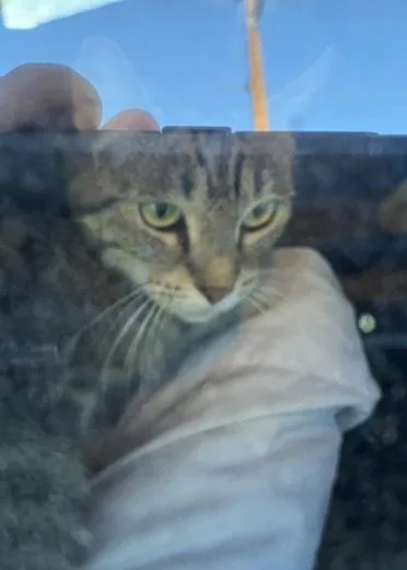 An adult medium-sized female Domestic Medium Hair cat named Pancake for adoption in Missoula, MT