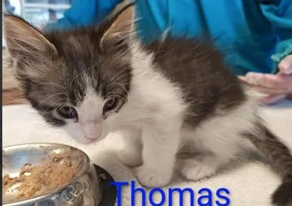 A young medium-sized male Domestic Short Hair cat named Thomas for adoption in Kansas City, MO
