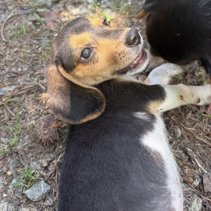A baby small-sized female Beagle dog named Misty for adoption in Hillsborough , NC