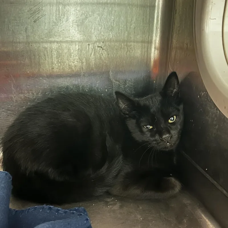 A baby small-sized male Black Domestic Short Hair cat named Blackie for adoption in Spruce Pine, NC