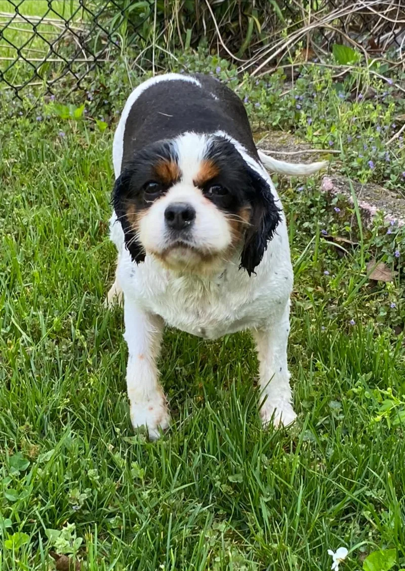 An adult small-sized female Cavalier King Charles Spaniel dog named Cav for adoption in Matthews, NC
