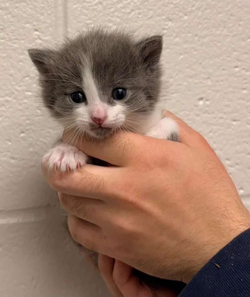 A baby small-sized male Domestic Short Hair cat named Quartz for adoption in Defiance, OH
