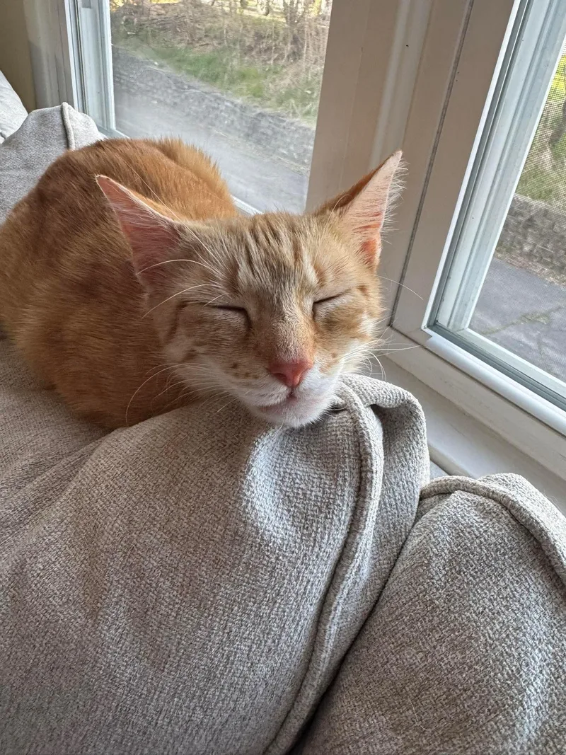 A young medium-sized female Domestic Short Hair cat named Novy for adoption in Rochester , NY