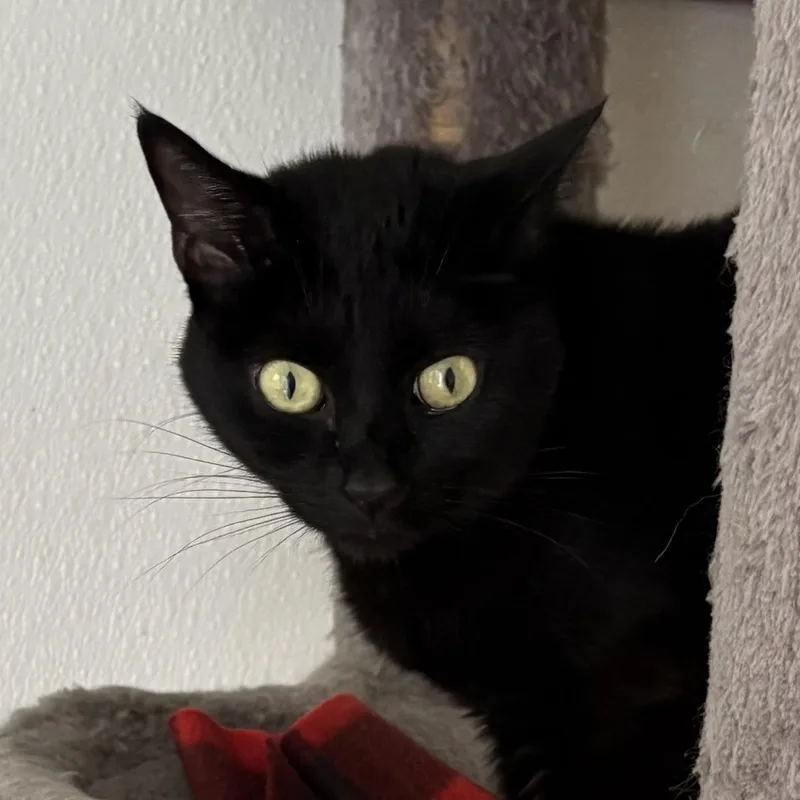 A senior medium-sized female Black Domestic Short Hair cat named Spider for adoption in Quilcene, WA