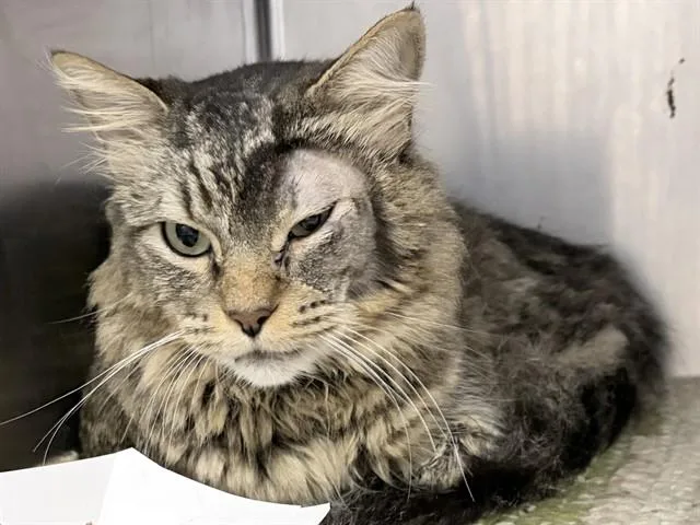 A young large-sized male Domestic Medium Hair cat named Pop Tart for adoption in Ames, IA