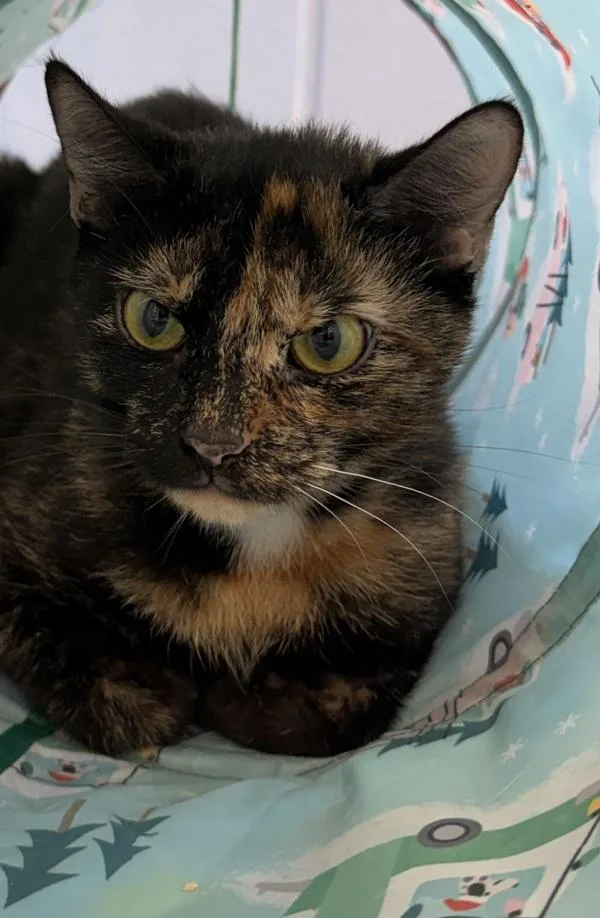 A young medium-sized female Domestic Short Hair cat named Santina for adoption in Canton, GA