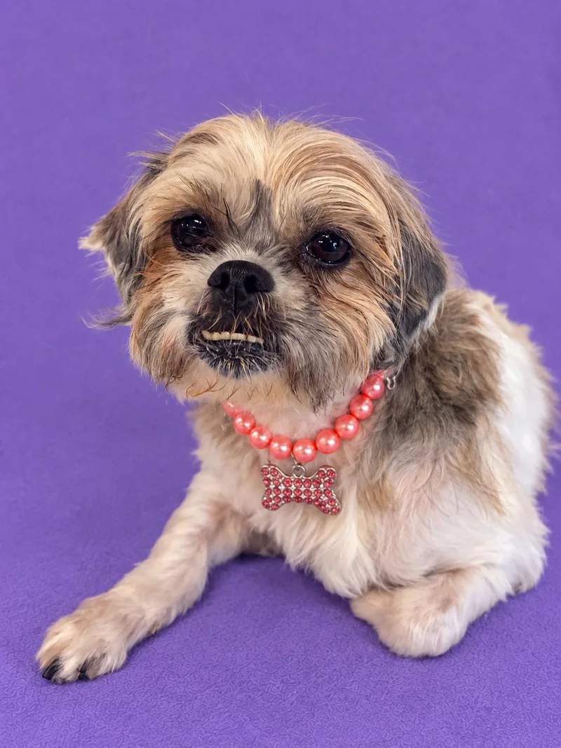A young small-sized female Shih Tzu dog named Traci for adoption in Lodi, CA