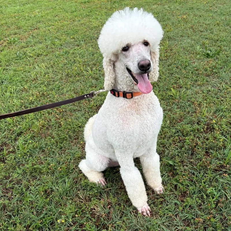 An adult medium-sized male White / Cream Standard Poodle dog named Dax for adoption in Springfield, MO