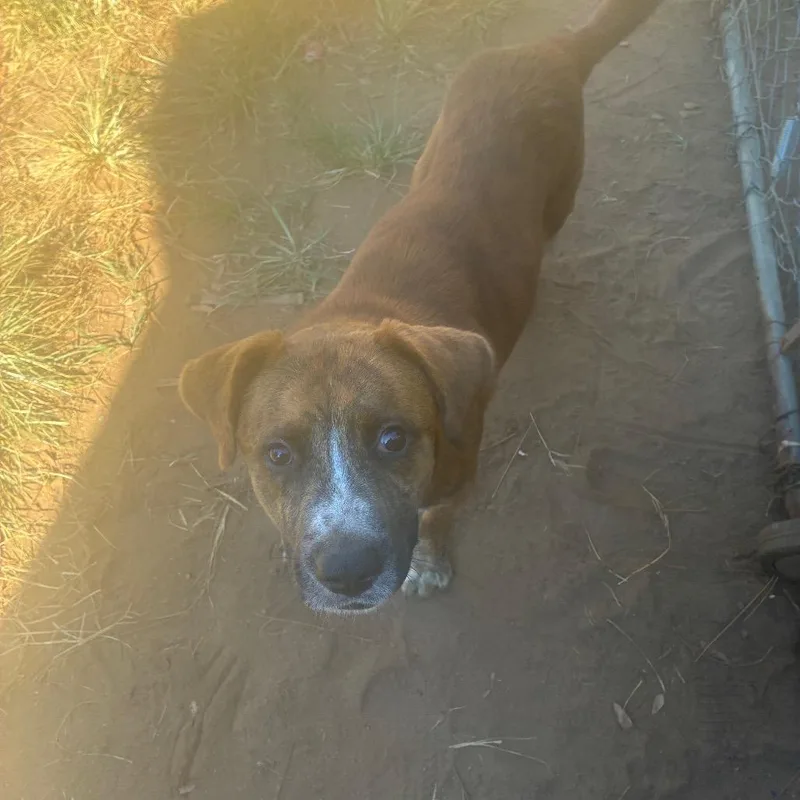 A young medium-sized male Retriever dog named Pete for adoption in Montgomery, AL