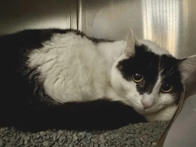 An adult large-sized male Domestic Medium Hair cat named Malachi for adoption in Saint Louis, MO