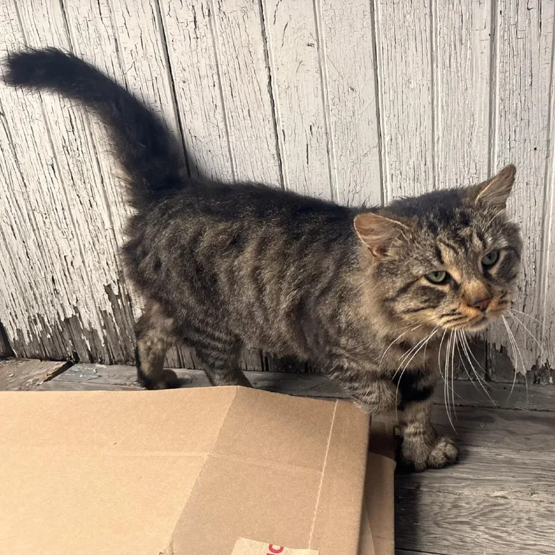 An adult large-sized male Brown / Chocolate Domestic Medium Hair cat named Wookie for adoption in Binghamton, NY