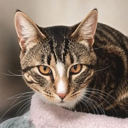 An adult small-sized male Domestic Short Hair cat named Dorito for adoption in Burlington, WA