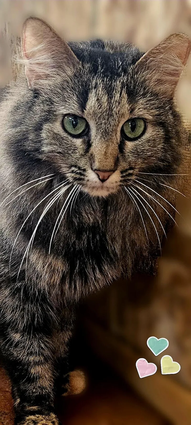 An adult medium-sized female Tortoiseshell Domestic Long Hair cat named Teddie for adoption in Scottsdale, AZ