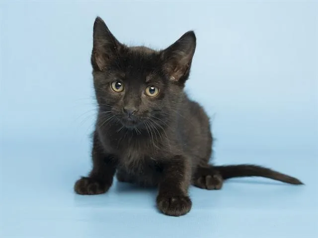 A baby small-sized female Domestic Short Hair cat named Shayanne for adoption in Phoenix, AZ