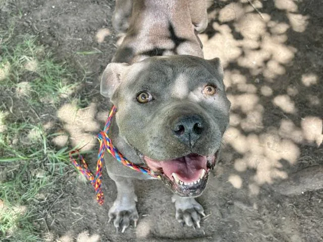 An adult large-sized female Pit Bull Terrier dog named Georgia for adoption in Tulsa, OK