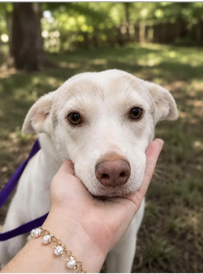 A young medium-sized female White / Cream Husky dog named Rain for adoption in Alexander City, AL