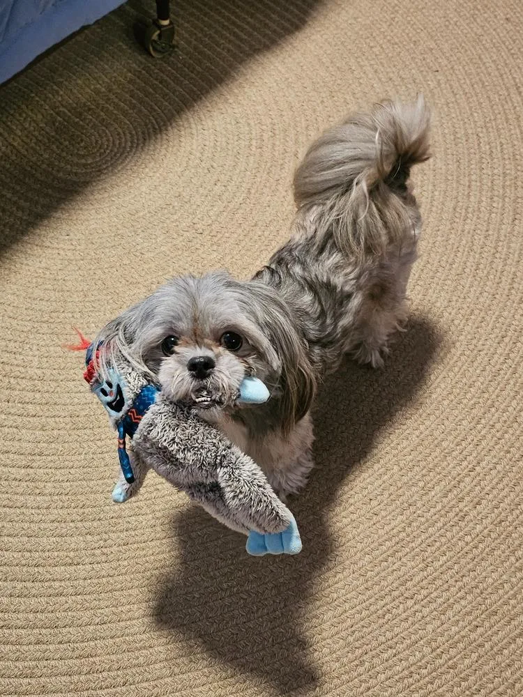 Kokie