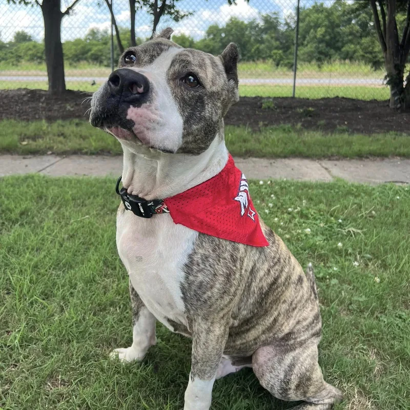 A young medium-sized male Brindle Mixed Breed dog named Solid for adoption in Tunica, MS