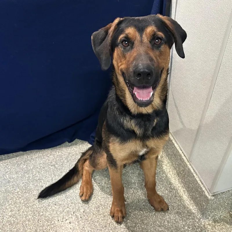 An adult large-sized male Black Shepherd dog named IVHSStray for adoption in San Gabriel, CA