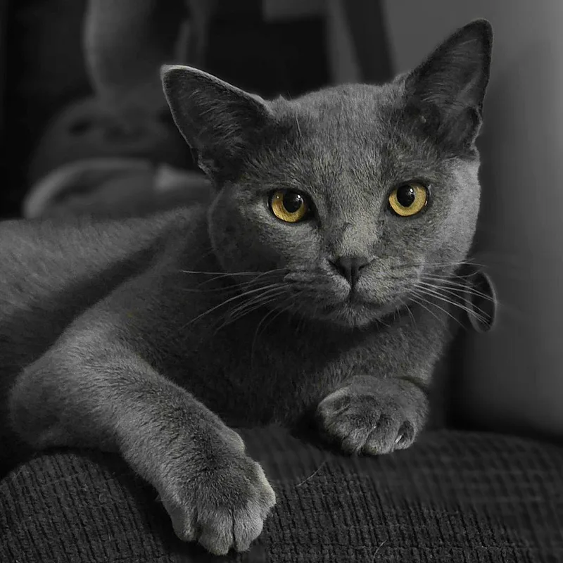An adult medium-sized male Gray / Blue / Silver Domestic Short Hair cat named Smoke for adoption in Lafayette, CO