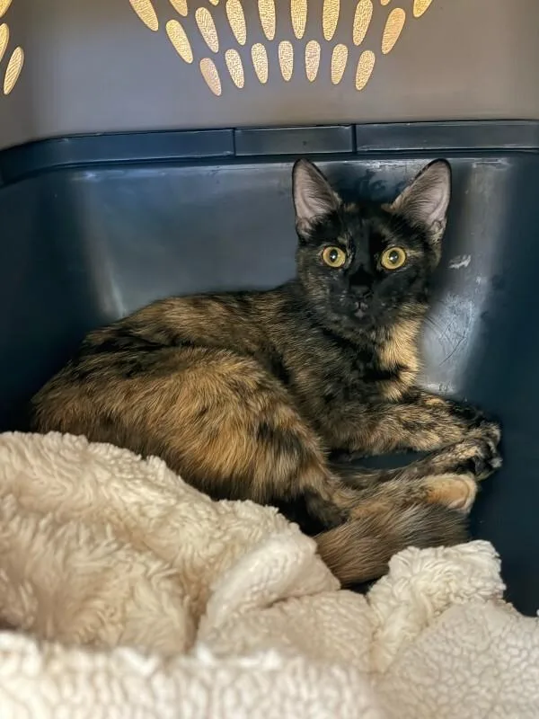 Cici