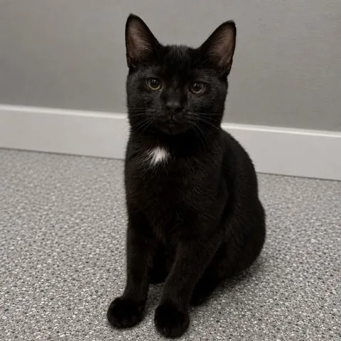 A baby small-sized male Black Domestic Short Hair cat named Martin for adoption in Antioch, CA