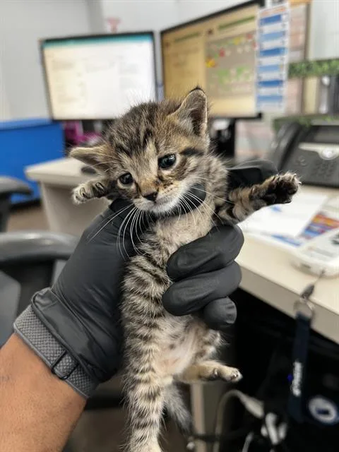 A baby medium-sized male Domestic Medium Hair cat named Hamm for adoption in Dallas, TX