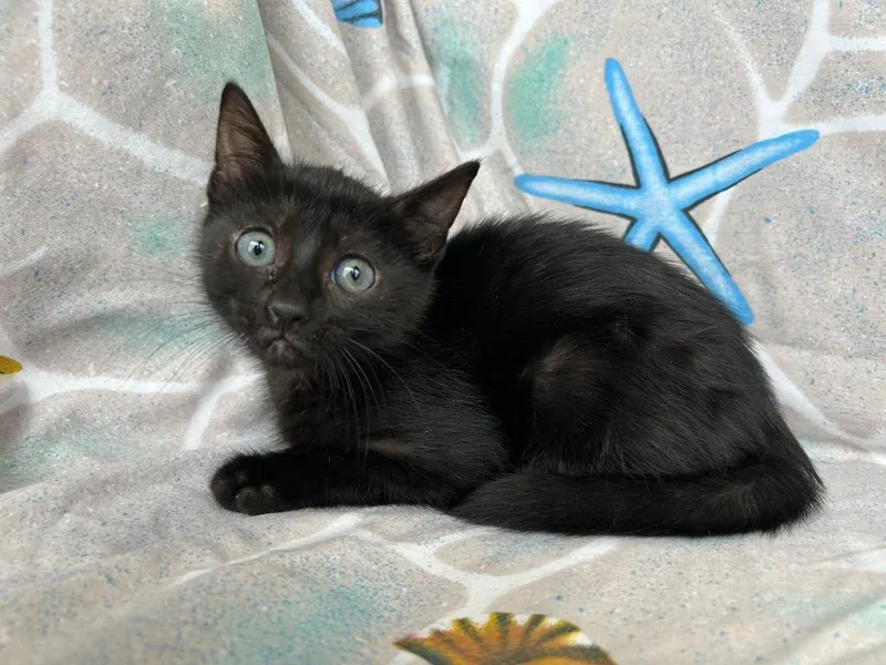 A baby small-sized female Domestic Short Hair cat named Jetty for adoption in Corpus Christi, TX