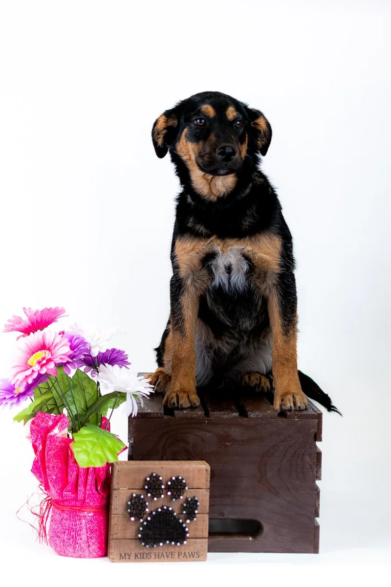 A young medium-sized female Shepherd dog named 353-26 for adoption in Brighton, CO