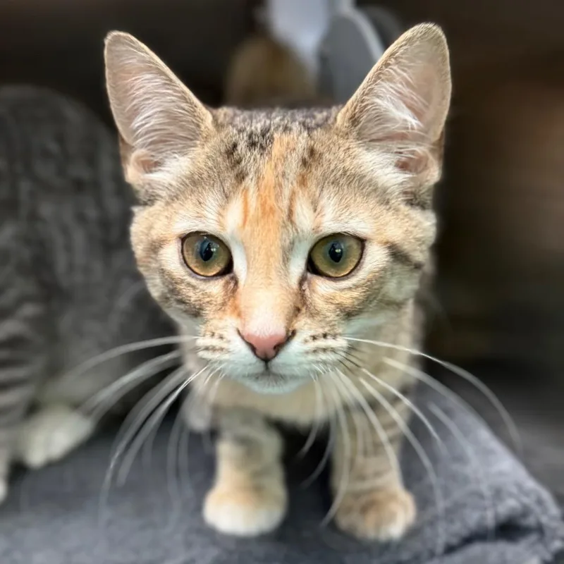 A baby small-sized female Brown / Chocolate Domestic Short Hair cat named Wasabi for adoption in New Fairfield, CT