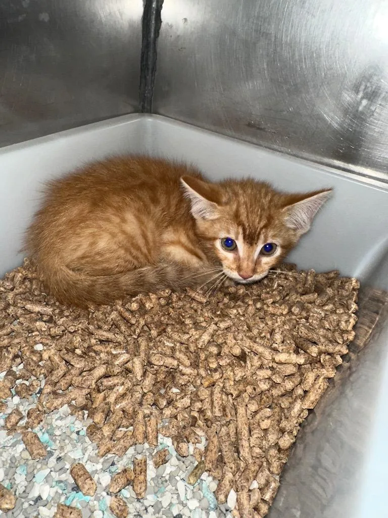 A baby small-sized male Domestic Short Hair cat named Axel for adoption in Bossier City, LA