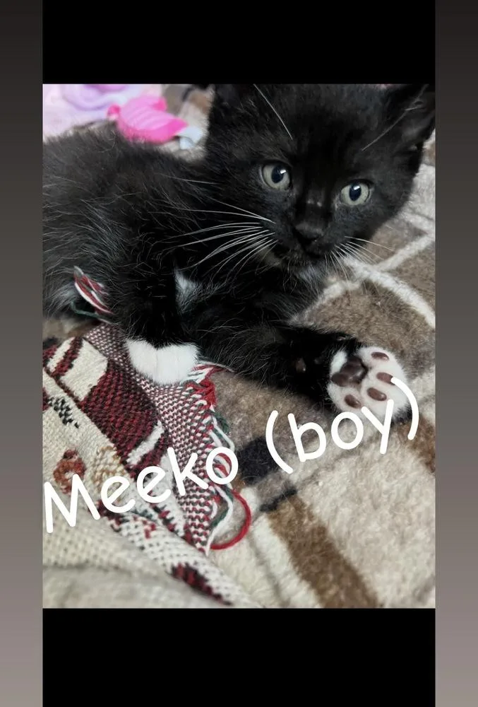Meeko