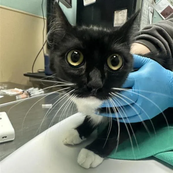 A young medium-sized female Black Domestic Short Hair cat named S.j. for adoption in Tacoma, WA
