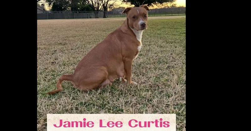 Jamie Lee Curtis thumbnail 2