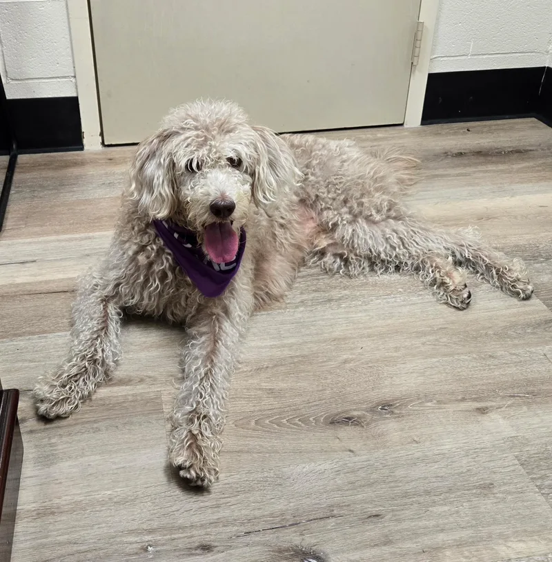An adult medium-sized female Brown / Chocolate Labradoodle dog named Stevie for adoption in Lexington, KY