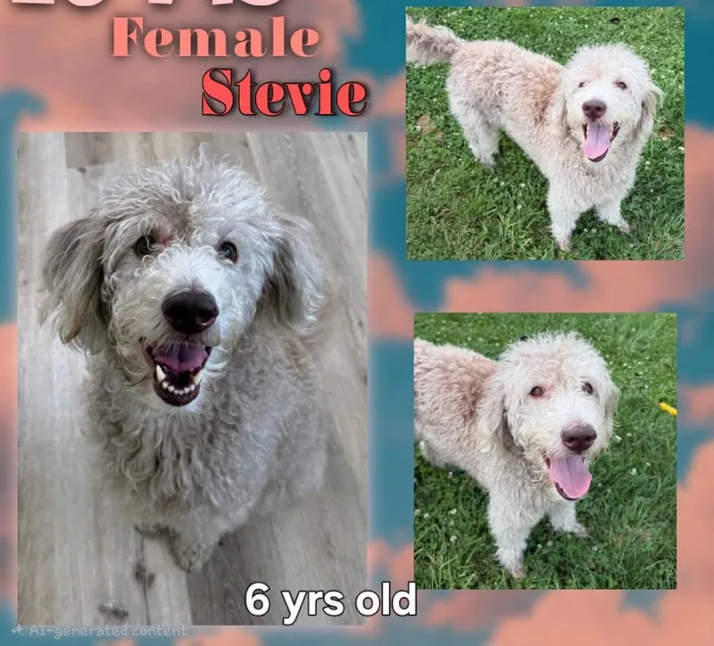 Stevie thumbnail 2