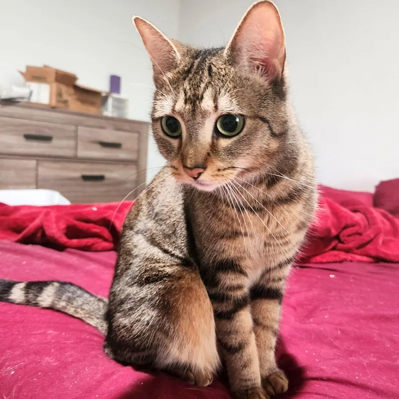 Lilly Of The Valley thumbnail 2