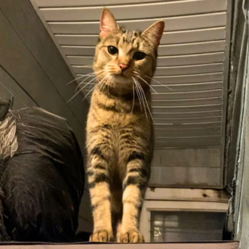 Lilly Of The Valley thumbnail 3