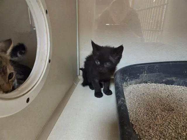 A baby small-sized female Domestic Short Hair cat named Brenda for adoption in Fairfield, CA