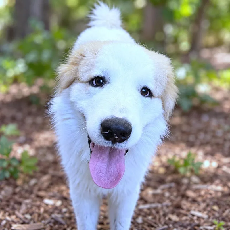 An adult large-sized male Great Pyrenees dog named Kevin for adoption in Boerne, TX