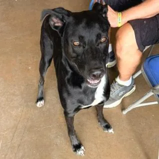 An adult medium-sized female Black Labrador Retriever dog named Nova for adoption in Denison, TX