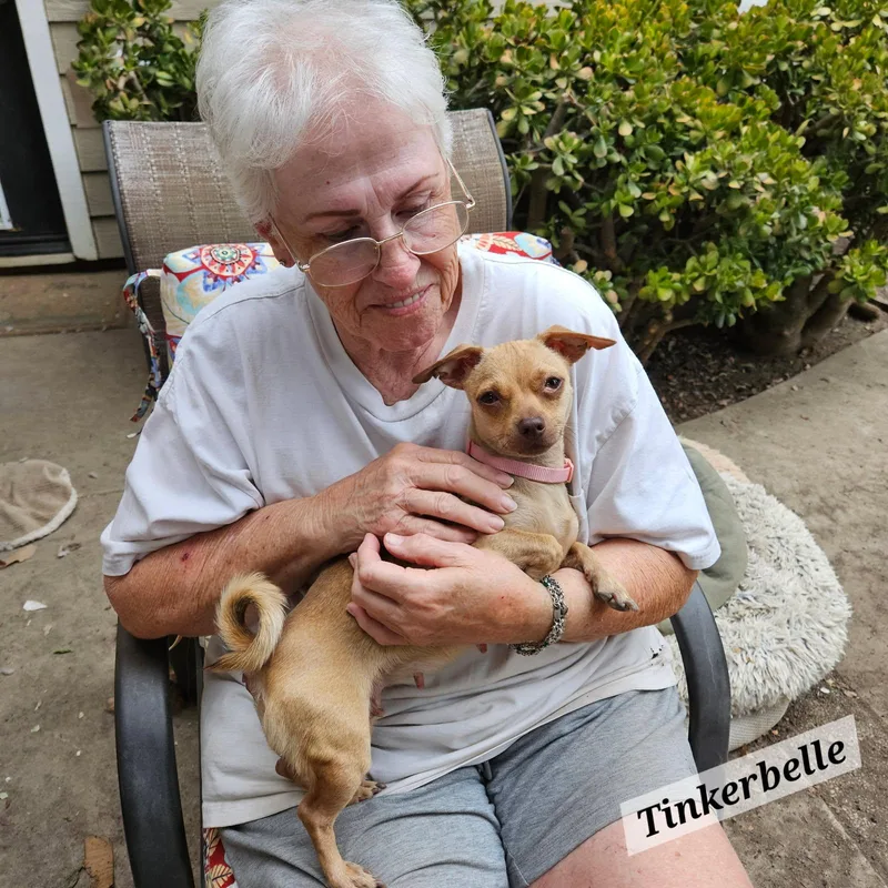 A young small-sized female Golden Chiweenie dog named Tinkerbell for adoption in Lafayette, CA