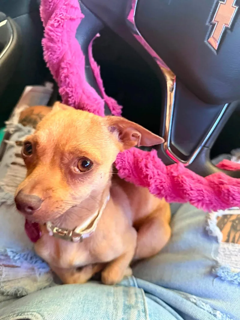 Tinkerbell thumbnail 5