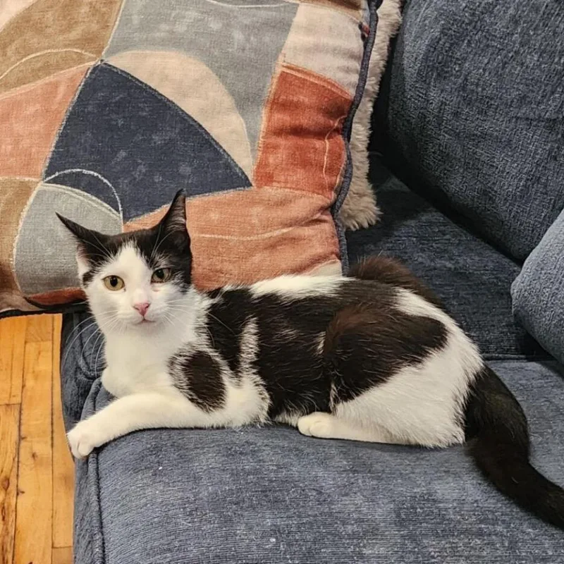 An adult small-sized female Black Domestic Short Hair cat named Orca for adoption in Howard beach, NY