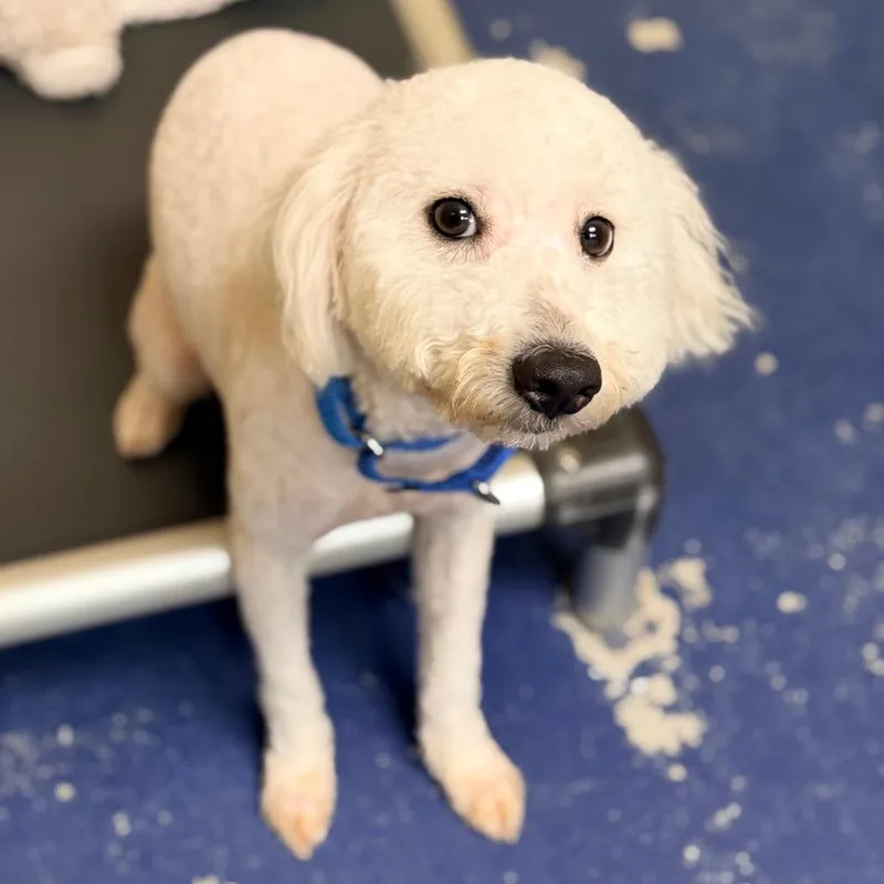 An adult small-sized male White / Cream Poodle dog named Fletcher for adoption in Newark, NJ