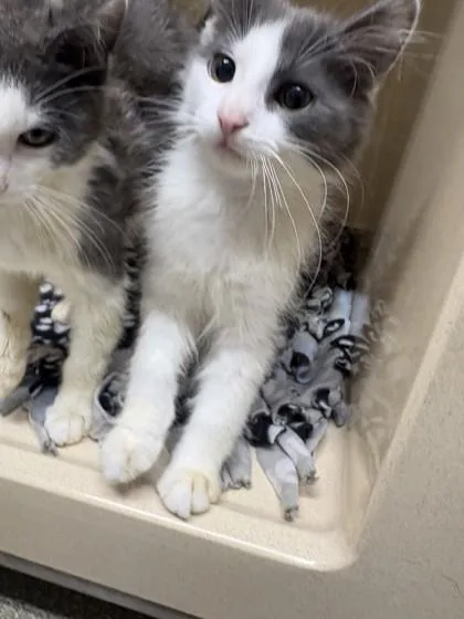 A baby medium-sized male Domestic Medium Hair cat named Docks for adoption in Pequot Lakes, MN
